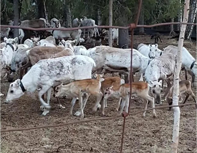 别墅 Luppokumpu Kuivasalmi